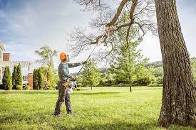 Best Tree Disease Treatment  in Laughlin Af, TX