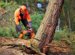 Best Tree Health Inspection  in Laughlin Af, TX