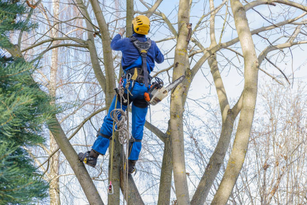 Best Commercial Tree Services  in Laughlin Af, TX