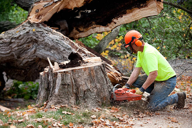 Best Tree Risk Assessment  in Laughlin Af, TX