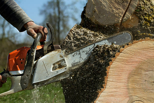 Best Fruit Tree Pruning  in Laughlin Af, TX